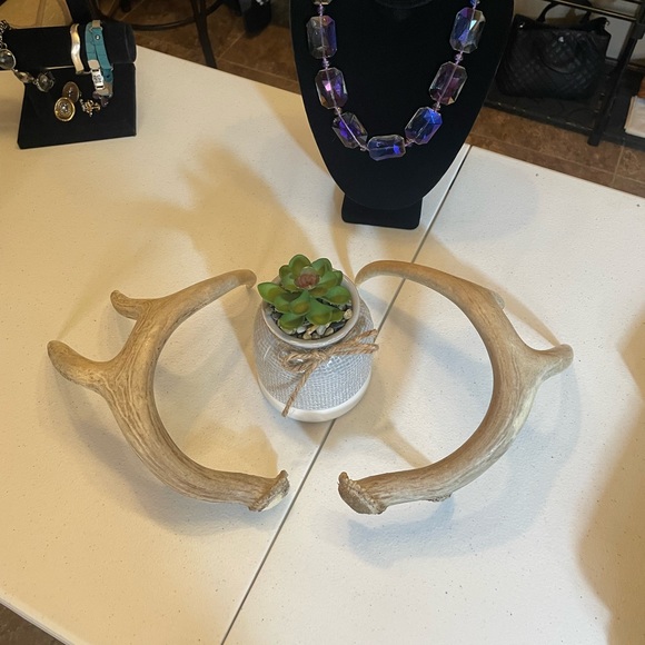 🦌4x4.5 Point Matching Whitetail Antler Set - Picture 8 of 8